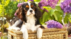 Kavaler king charles spaniel (foto): true gentleman vo svete psov